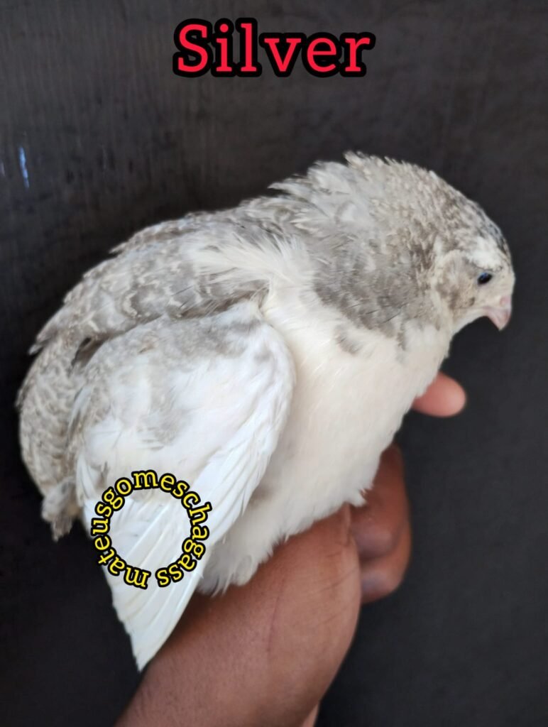 50 ovos férteis de codorna gigante