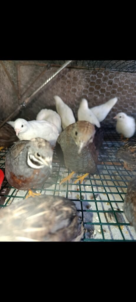 Ovos férteis de codorna chinesa, mini codorna, codorna chinesinha ovos para incubação